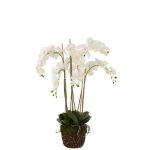 Orchid Phaleanopsis Tree Plant