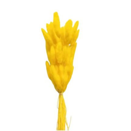 Dried Bunny Tail Grass Flower for Decoration - Set of 3