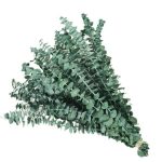 Natural Preserved Eucalyptus Dried Flowers for Home & Wedding Decorations