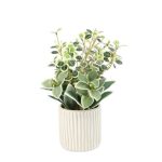 Variegated Leaf In Neo Pot (10x35cm)
