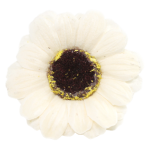 Artificial Soap Daisy Flower Heads - Pack of 50 - Cream