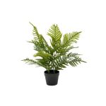 Palm Plant In Pot - 60cm
