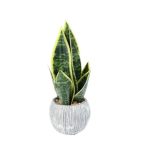 Snake Plant In Scratch Pot (12x35cm)