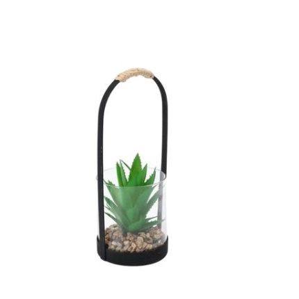 Agave In Glass Pot (10x24cm)