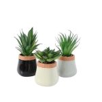 Agave Plant In Rim Pot (7x17cm) - Set of 3