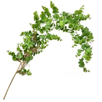 Green Eucalyptus Hanging Bush with Roots
