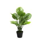 Apple Leaf Plant In Pot - 70Cm