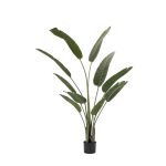 Birds Of Paradise Plant In Pot- 160Cm(H)