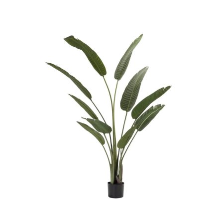 Birds Of Paradise Plant In Pot- 160Cm(H)