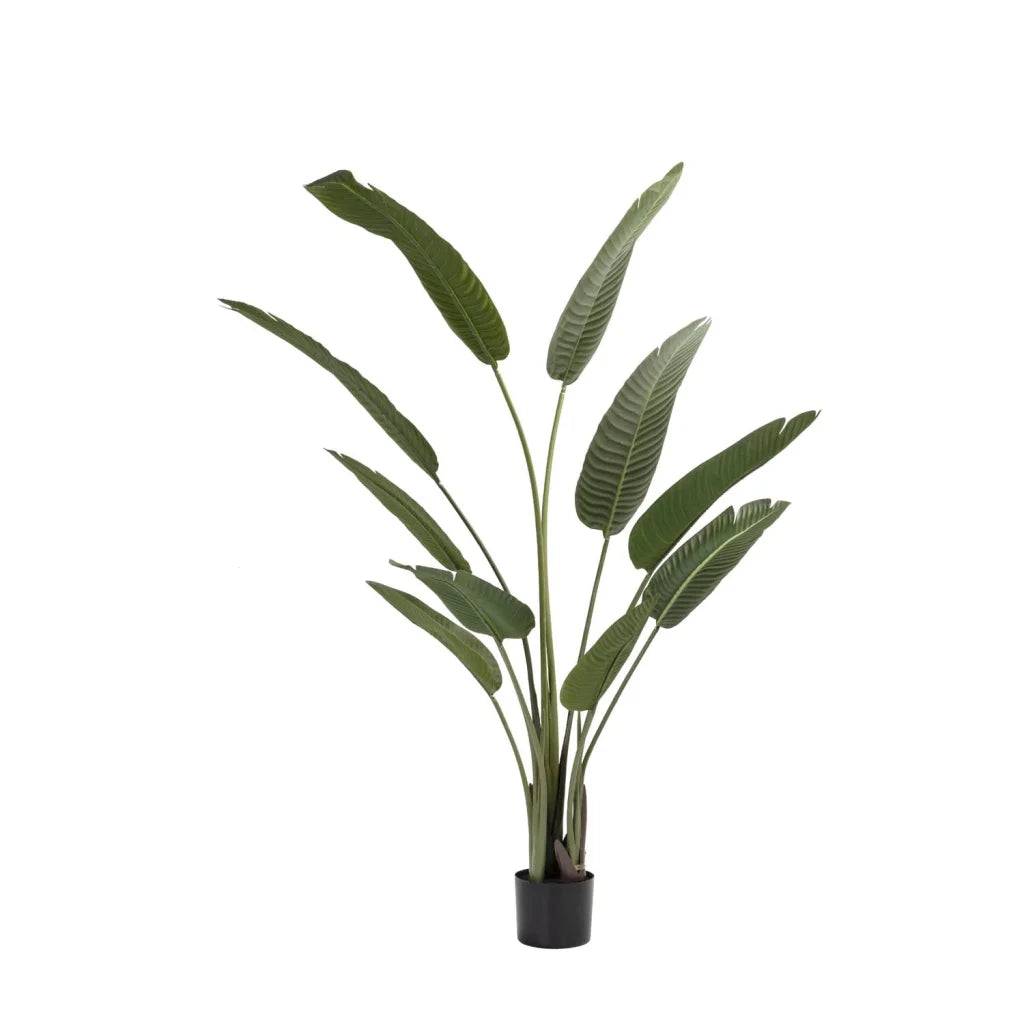 decofurn-furniture-birds-of-paradise-plant-in-pot-160cm-h-418 Birds Of Paradise Plant In Pot- 160Cm(H) - Image 1