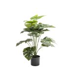 Delicious Monster Plant In Pot- 66Cm