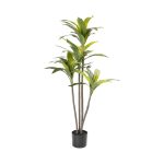 Dracaena Fragrans Plant In Pot - 120Cm(H)