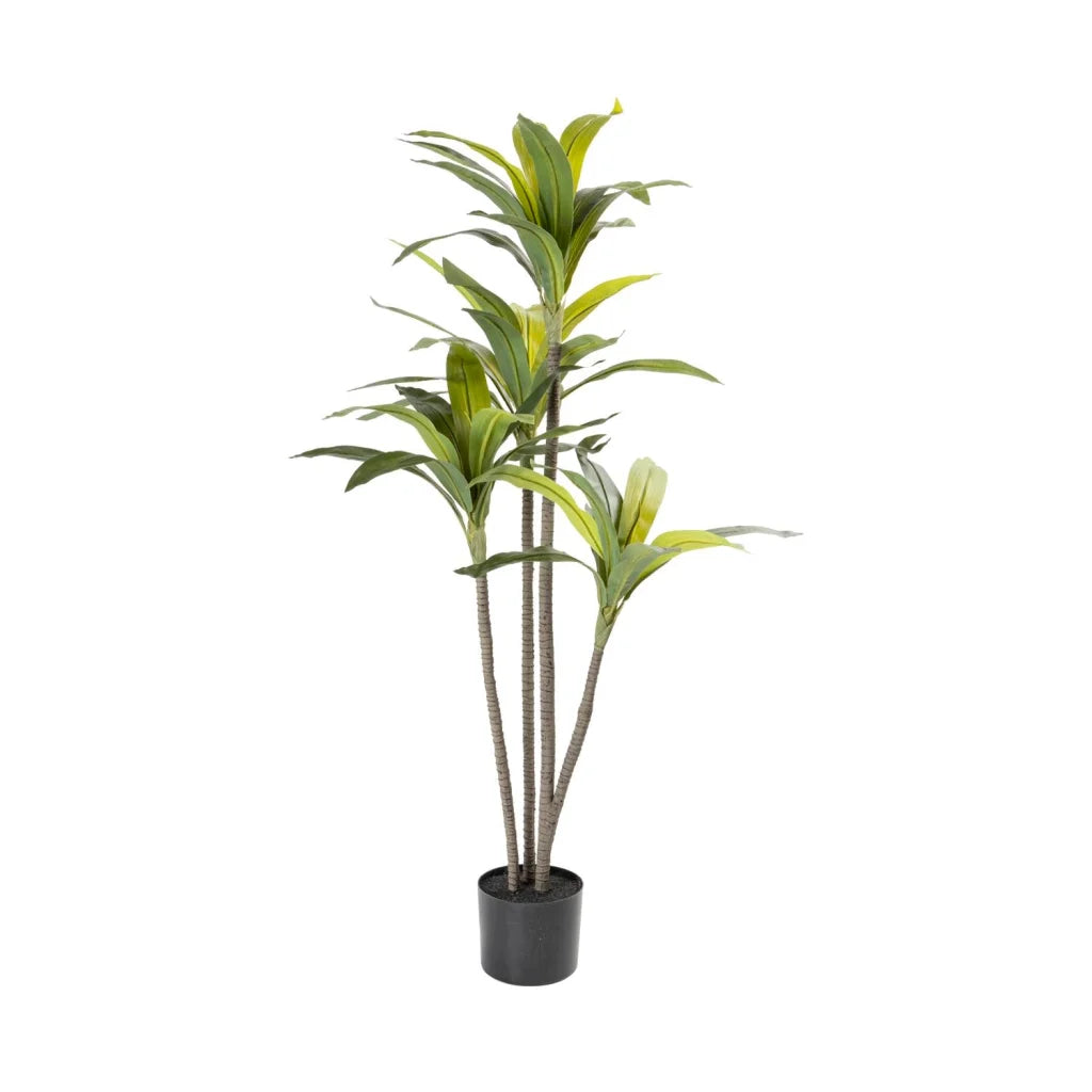 decofurn-furniture-dracaena-fragrans-plant-in-pot-120cm-h-130 Dracaena Fragrans Plant In Pot - 120Cm(H) - Image 1