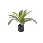 Dracaena Fragrans Plant In Pot - 50Cm(H)