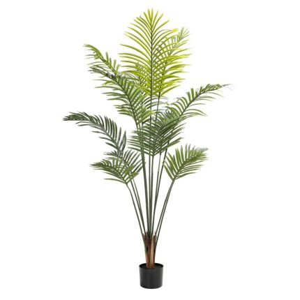 Palm Plant In Pot - 160Cm