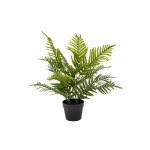 Palm Plant In Pot - 60Cm