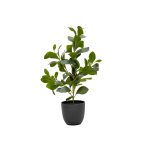 Rubber Plant In Pot - 51Cm